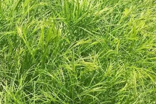 提摩西草能不能种植，提摩西草能种植