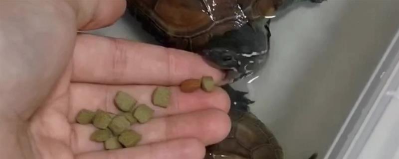 上浮龟粮与下沉龟粮有什么区别，前者会浮在水面、后者会沉入水底
