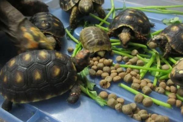 上浮龟粮与下沉龟粮有什么区别，前者会浮在水面、后者会沉入水底