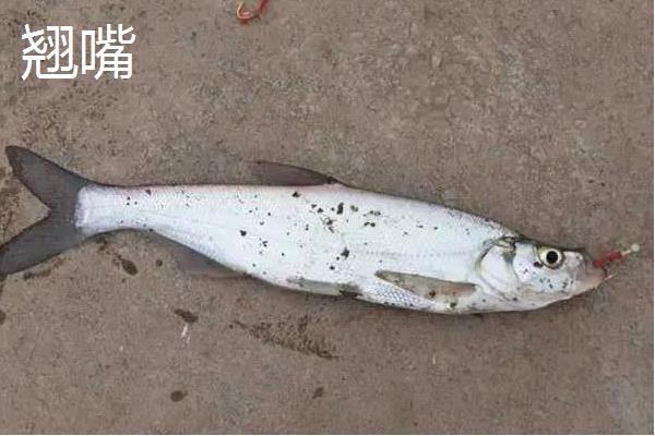 红尾鱼可以钓吗，可以钓但特别难钓