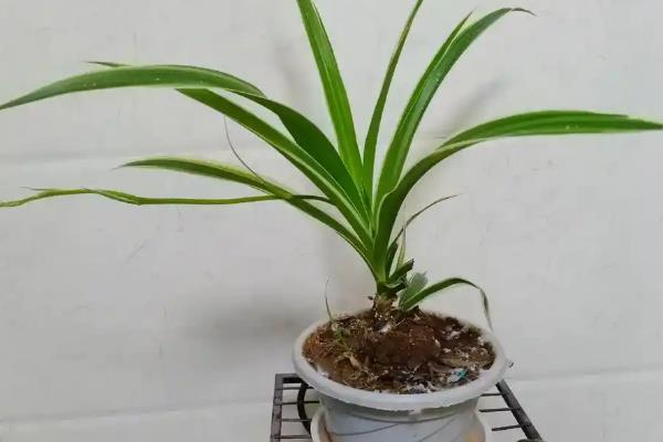金边吊兰开花是不是好事，花朵具有一定的观赏价值