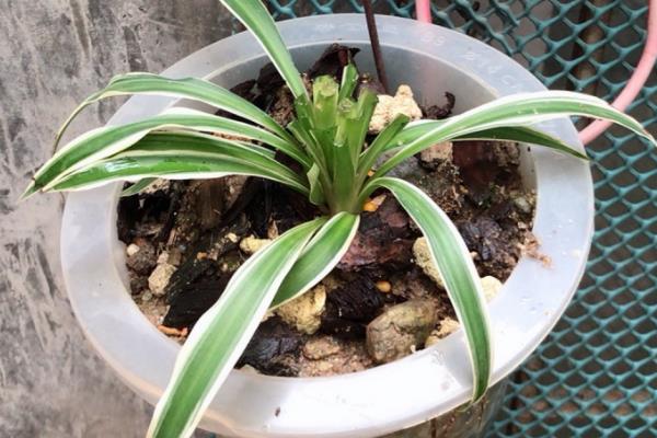 金边吊兰开花是不是好事，花朵具有一定的观赏价值
