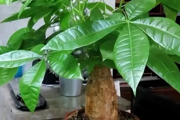 发财树的别称，具有瓜栗、马拉巴栗等叫法