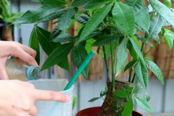 发财树的别称，具有瓜栗、马拉巴栗等叫法