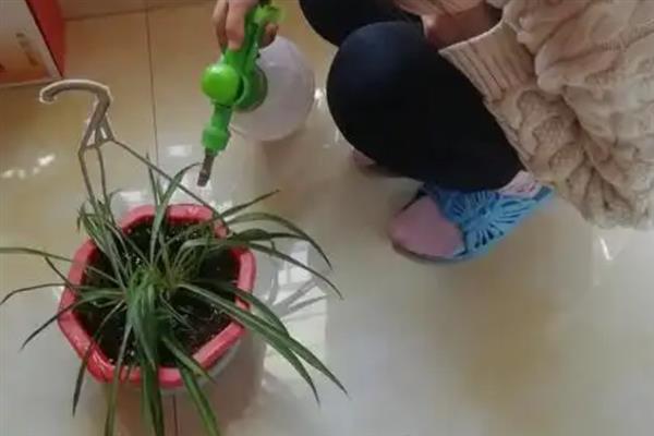 花菱草怎么养殖，平时每天至少晒光6小时