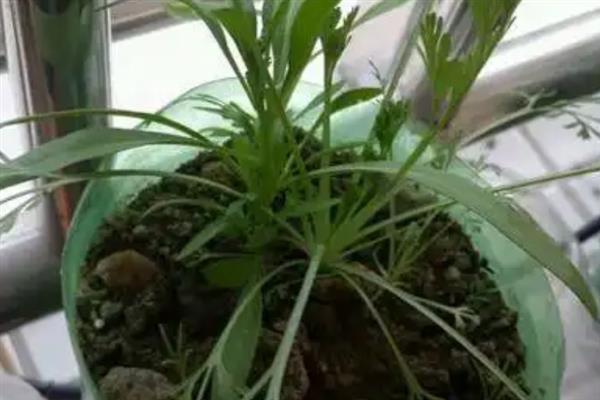 花菱草怎么养殖，平时每天至少晒光6小时