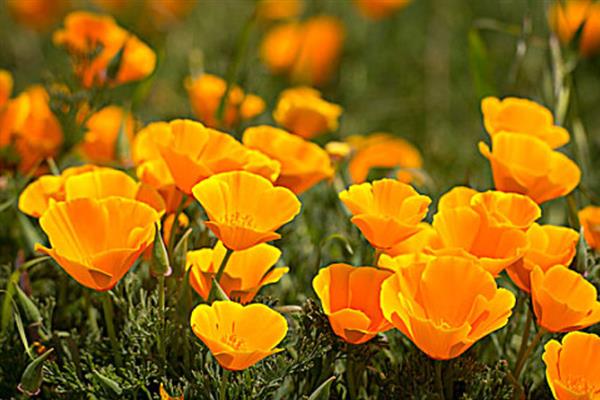 花菱草怎么养殖，平时每天至少晒光6小时