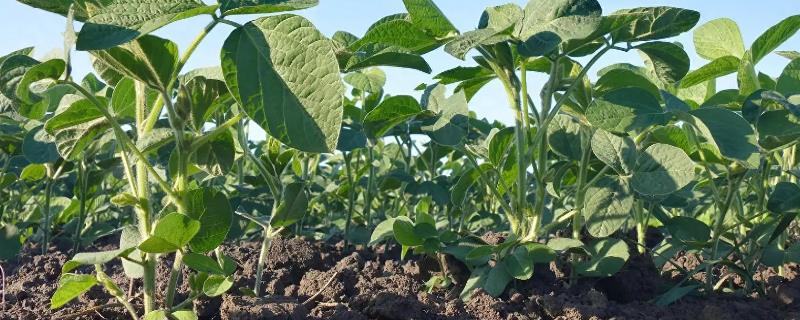 黄豆生长要经历哪些时期，逐一经历发芽期、幼苗期、开花结荚期等5个阶段