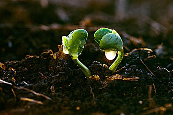 黄豆生长要经历哪些时期，逐一经历发芽期、幼苗期、开花结荚期等5个阶段