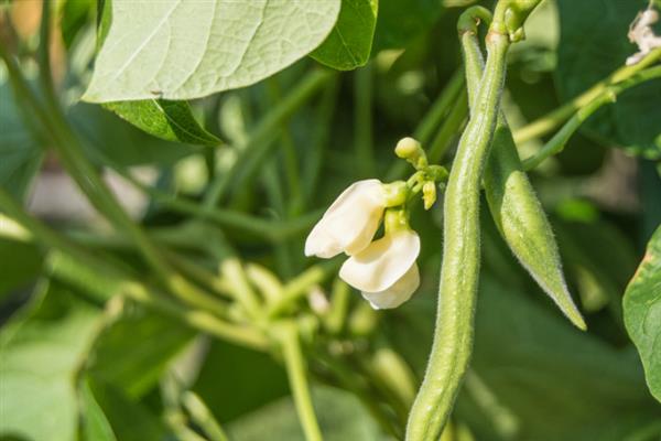 黄豆生长要经历哪些时期，逐一经历发芽期、幼苗期、开花结荚期等5个阶段
