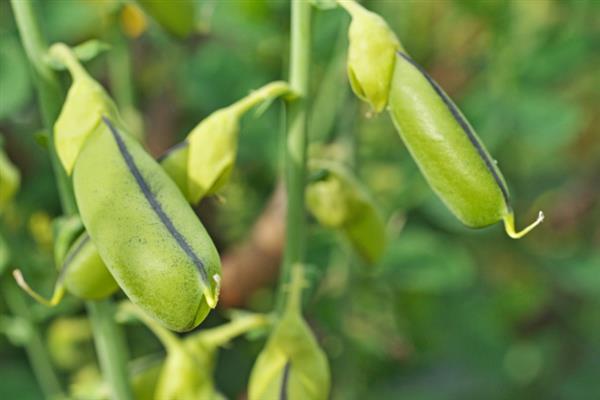 黄豆生长要经历哪些时期，逐一经历发芽期、幼苗期、开花结荚期等5个阶段