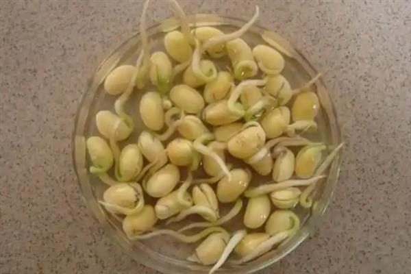 黄豆生长要经历哪些时期，逐一经历发芽期、幼苗期、开花结荚期等5个阶段
