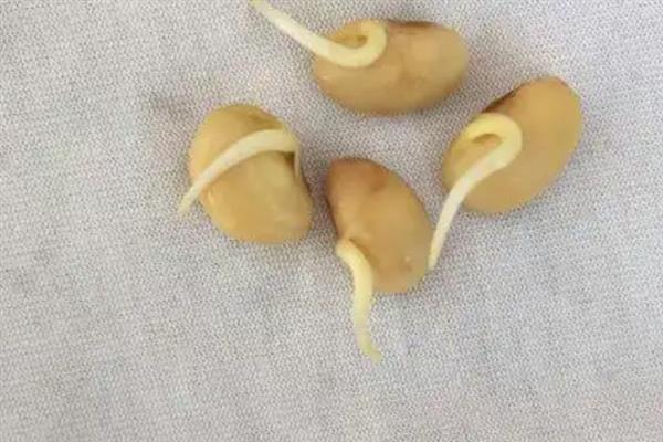 黄豆生长要经历哪些时期，逐一经历发芽期、幼苗期、开花结荚期等5个阶段
