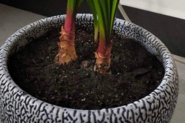 紫根兰如何快速生根，将温度保持在18-25℃