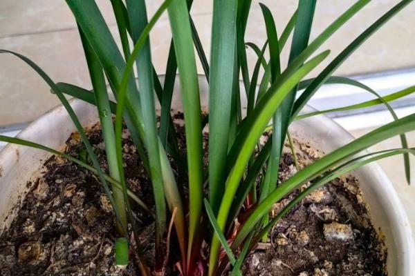 紫根兰如何快速生根，将温度保持在18-25℃
