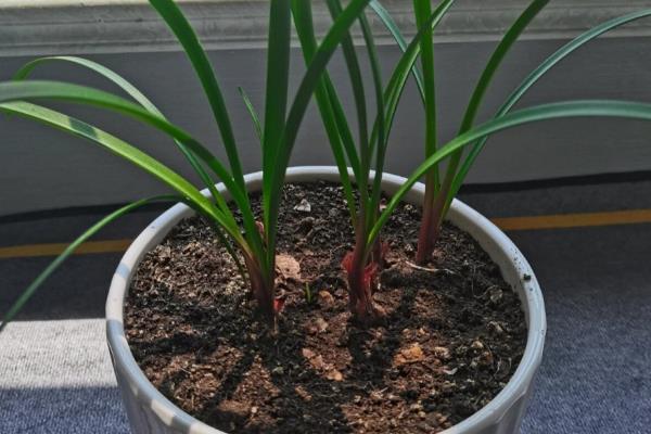 紫根兰如何快速生根，将温度保持在18-25℃