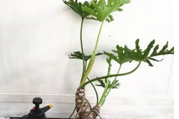 让春羽长出龙鳞杆的方法，5-9月份每隔半个月追施一次氮肥
