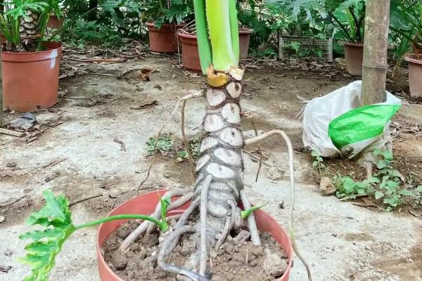 让春羽长出龙鳞杆的方法，5-9月份每隔半个月追施一次氮肥