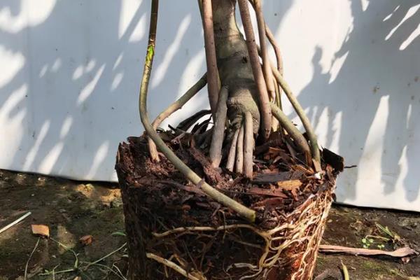 让春羽长出龙鳞杆的方法，5-9月份每隔半个月追施一次氮肥
