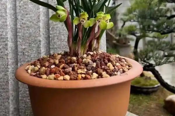 养殖兰花用哪种花盆，泥瓦盆、紫砂盆、陶盆都很合适