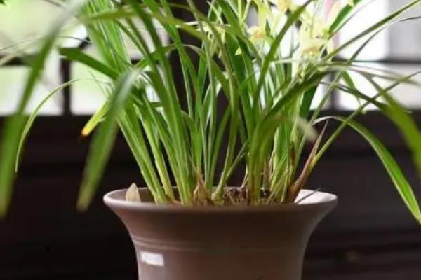 养殖兰花用哪种花盆，泥瓦盆、紫砂盆、陶盆都很合适