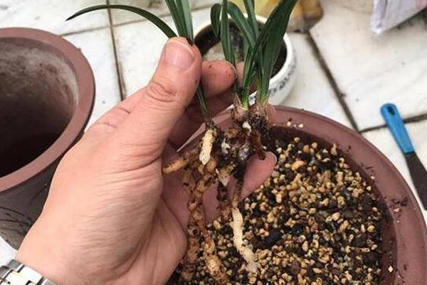 养殖兰花用哪种花盆，泥瓦盆、紫砂盆、陶盆都很合适