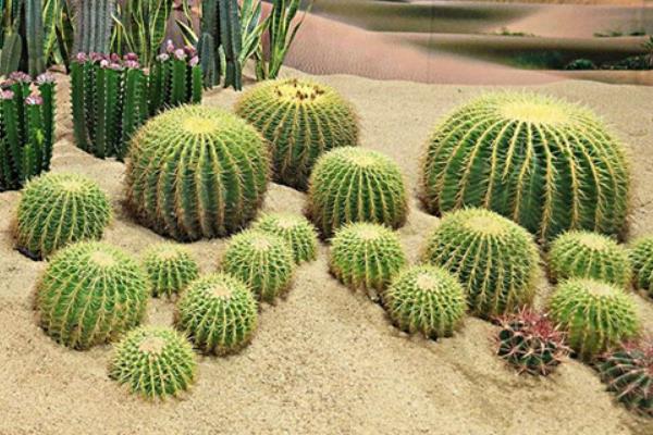 沙漠里有哪些植物，有仙人掌、芦荟、红柳等