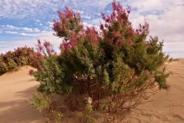 沙漠里有哪些植物，有仙人掌、芦荟、红柳等