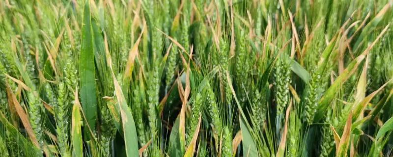 种植淮麦44的要点，每亩地保留18-22万株基本苗