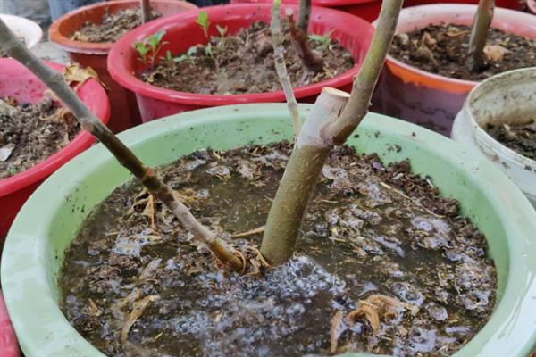 无花果的栽培方法，每隔2-3天浇一次水