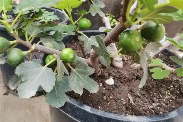 无花果的栽培方法，每隔2-3天浇一次水