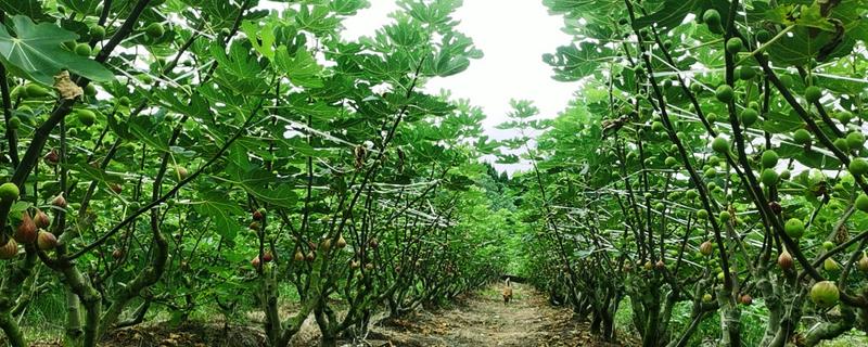 种植无花果的环境要求，适合生长在高温环境中