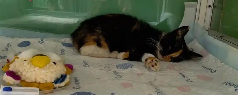 如何预防猫瘟，首先需要及时隔离病猫