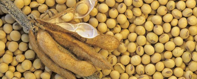 大豆如何拌种，通常在5月下旬-6月上旬进行