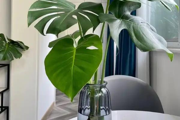 龟背竹能不能水养，养护期间每隔7天左右换一次水
