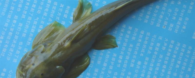 鲶鱼简介，是常见的淡水鱼类