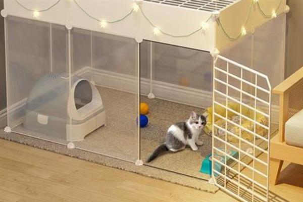 如何预防猫瘟，首先需要及时隔离病猫