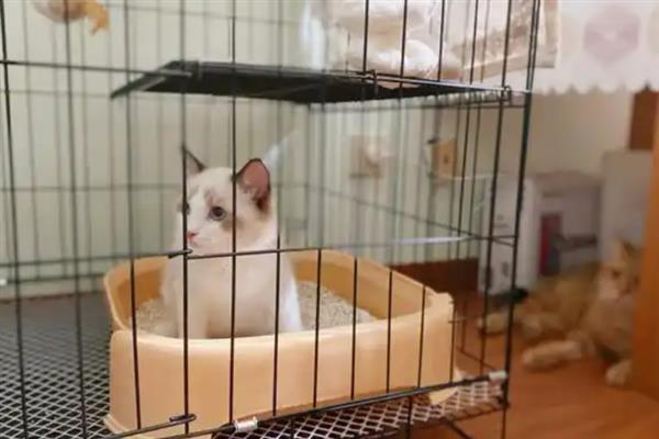 如何预防猫瘟，首先需要及时隔离病猫