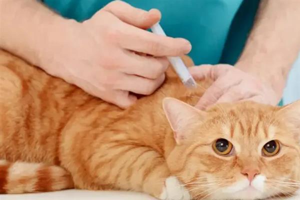 如何预防猫瘟，首先需要及时隔离病猫