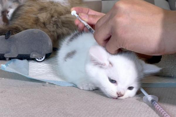 如何预防猫瘟，首先需要及时隔离病猫