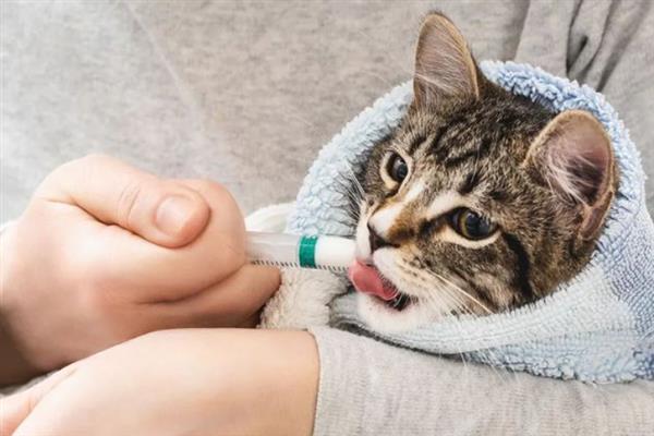 如何预防猫瘟，首先需要及时隔离病猫