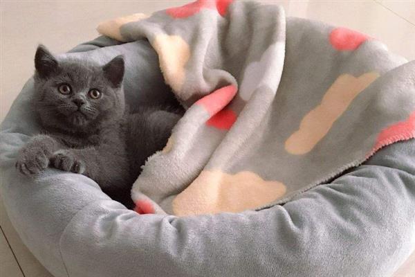 如何预防猫瘟，首先需要及时隔离病猫