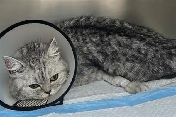 如何预防猫瘟，首先需要及时隔离病猫