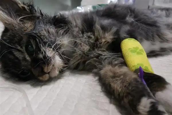 如何预防猫瘟，首先需要及时隔离病猫