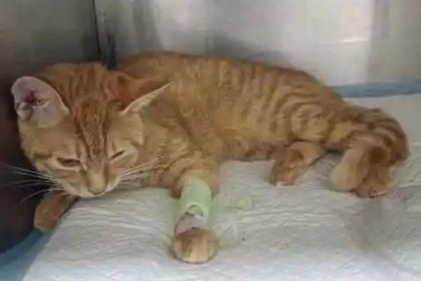 如何预防猫瘟，首先需要及时隔离病猫