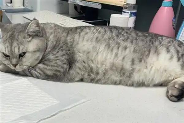 如何预防猫瘟，首先需要及时隔离病猫