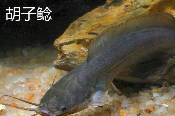 鲶鱼简介，是常见的淡水鱼类