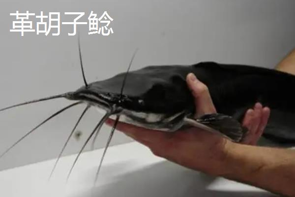 鲶鱼简介，是常见的淡水鱼类
