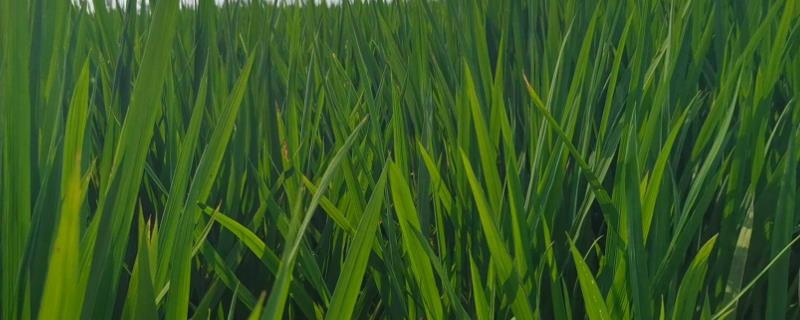 稻瘟酰胺和稻瘟灵有什么区别，稻瘟酰胺的安全性更高