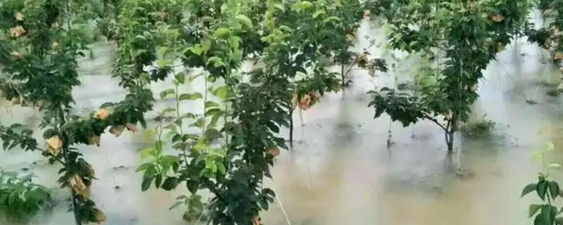 受涝果园的管理方法，应立刻疏通渠道